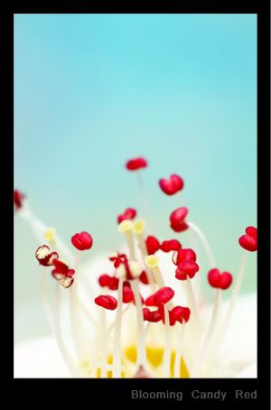 c92-Blooming Candy Red.jpg
